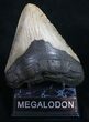 Megalodon Tooth - North Carolina #9931-1